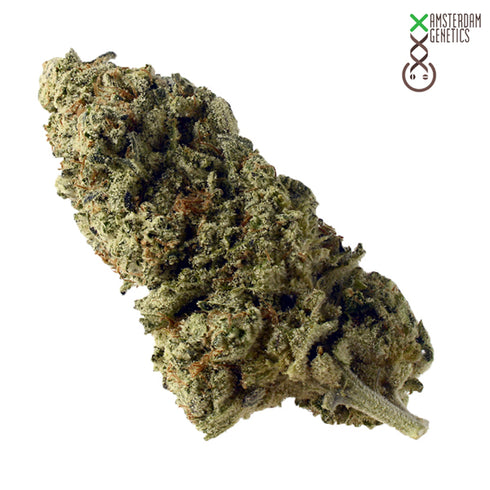 Amsterdam Genetics - Green Magic